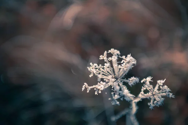 Piante Glassate Nella Foresta Invernale All Alba Bellissimo Sfondo Natura — Foto Stock