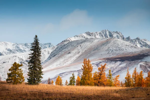 Snow Covered Mountains Yellow Trees Autumn Landscape Kurai Steppe Altai — Stock Photo, Image