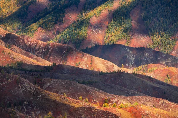 Coloridas Montañas Otoñales Con Luz Solar Atardecer Altai Siberia Rusia —  Fotos de Stock