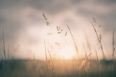 Yaz ormanında gün batımında yeşil çimenler. Makro görüntü, yüzeysel alan derinliği. Soyut yaz doğa arka planı.