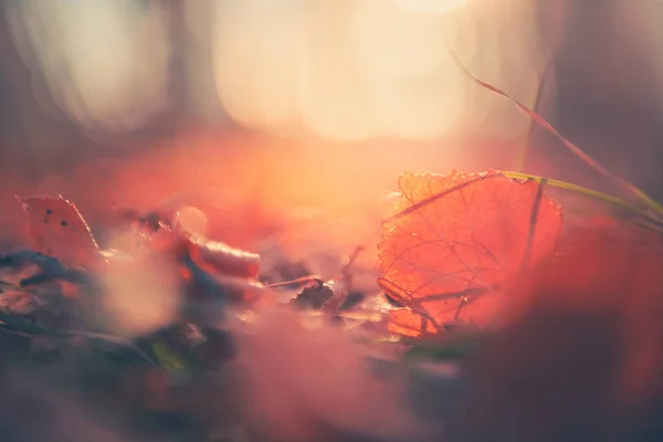 日落时 秋天的红叶在森林里 宏观图像 浅深度的场 美丽的秋天自然背景 — 图库照片