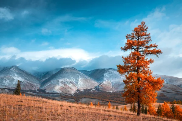 雪黄色の木で覆われた山々 アルタイ シベリア ロシアの空井草原の秋の風景 選択的焦点 — ストック写真