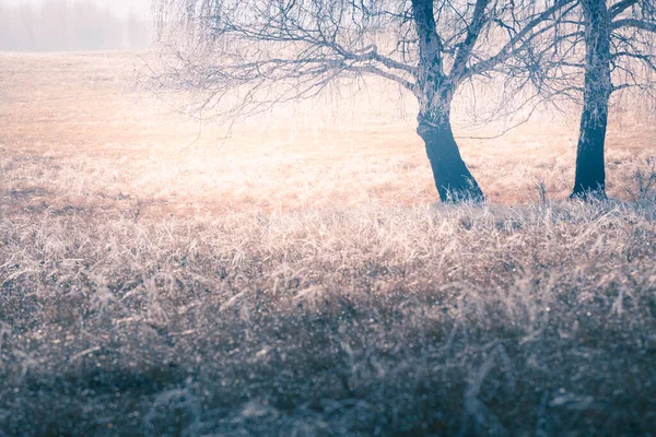 Matgemaakt Gras Het Herfstbos Mistige Ochtend Zonlicht Door Bomen Bij — Stockfoto