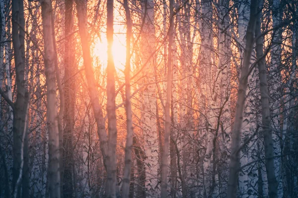 Herbstwald Mit Birken Bei Sonnenuntergang Rosafarbenes Sonnenlicht Durch Die Bäume — Stockfoto