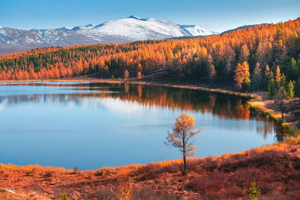 Λίμνη Κιντέλου Στα Βουνά Αλτάι Σιβηρία Ρωσία Χιονισμένες Βουνοκορφές Και — Φωτογραφία Αρχείου