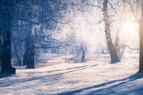 Árboles Helados Bosque Invierno Mañana Brumosa Luz Del Sol Través —  Fotos de Stock