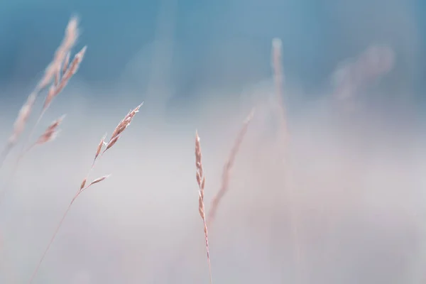 Erbe Autunnali Secche Prato Foresta Immagine Macro Profondità Campo Bassa — Foto Stock