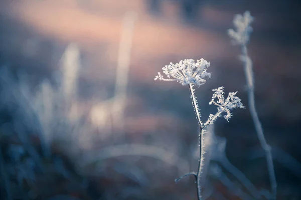 Piante Glassate Nella Foresta Invernale All Alba Bellissimo Sfondo Natura — Foto Stock