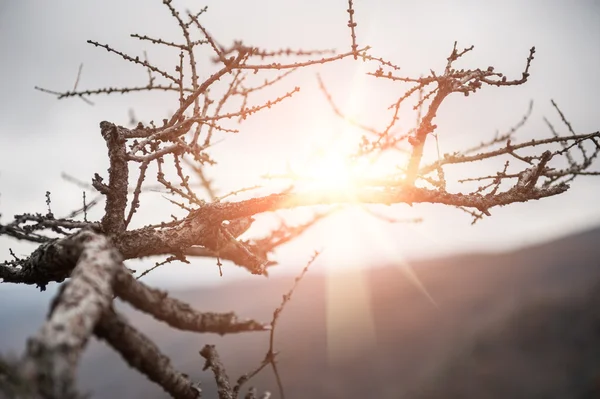 Zonnestralen door de takken van de boom. herfst landschap — Stockfoto