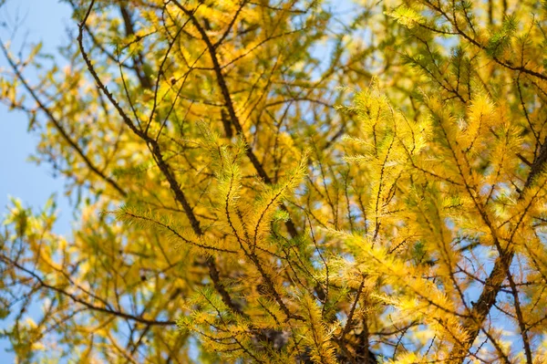 Žluté modříny strom v horách — Stock fotografie