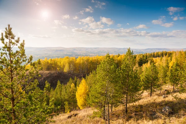 Pine trees in the forest in the mountains. Autumn landscape — Stock Image Pine trees in the forest in the mountains. Autumn landscape Stock Picture