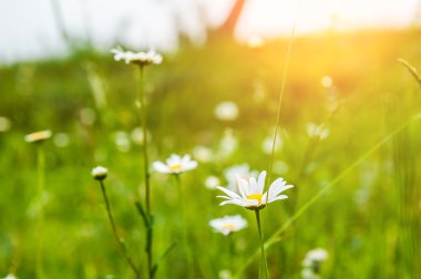 Yeşil çayır ve papatya çiçekler çim