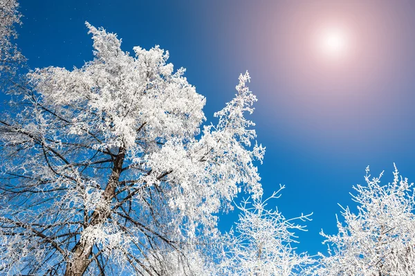 Vackert vinterlandskap — Stockfoto