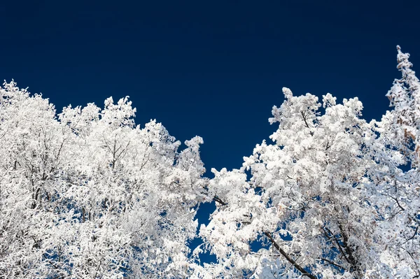 Vita träd och mörkblå himmel — Stockfoto