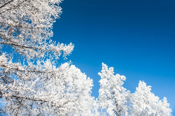 Vackert vinterlandskap — Stockfoto