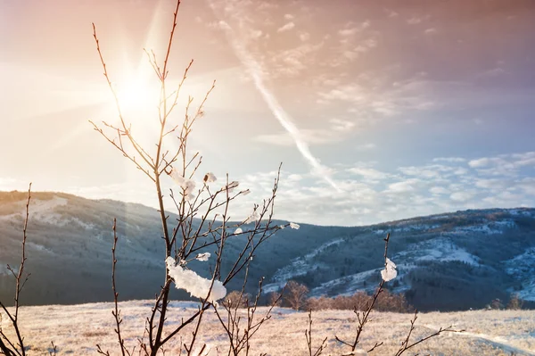 Winter nature at sunset — Stock Photo, Image