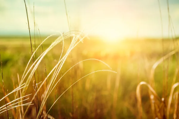 Schöne Sommerlandschaft mit Gras auf dem Feld bei Sonnenuntergang — Stockfoto