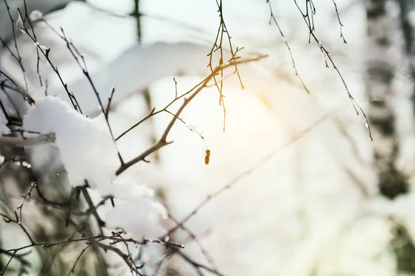 Piante innevate nella foresta invernale al tramonto — Foto Stock