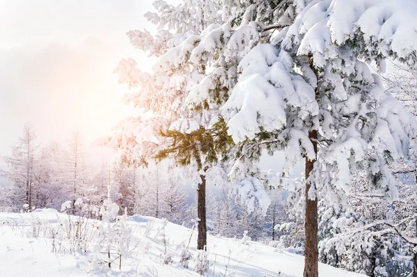 Prachtig winterlandschap — Stockfoto