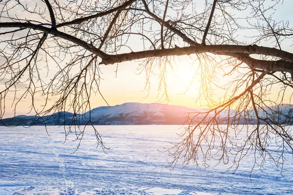 Hermoso paisaje de invierno con lago congelado y árbol al atardecer —  Fotos de Stock