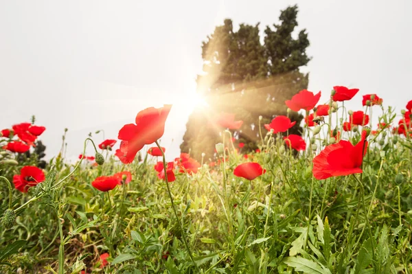 Veld met een mooie rode papavers — Stockfoto