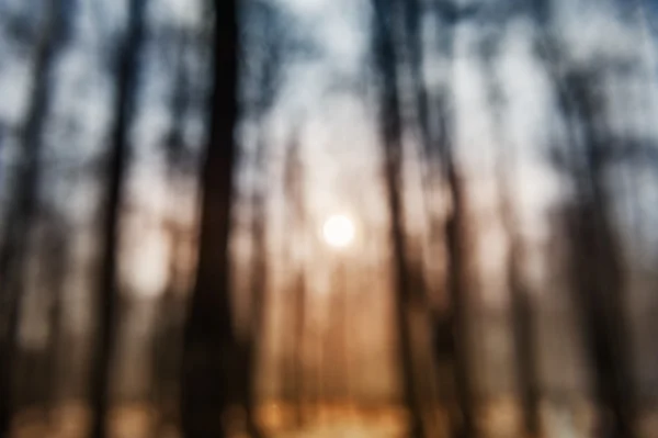 Zonsondergang in de winter forest als onscherpe achtergrond — Stockfoto