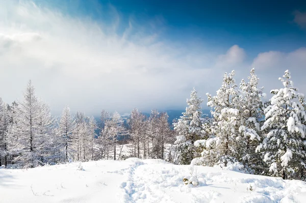 Vackert vinterlandskap — Stockfoto