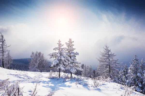 Deux beaux arbres enneigés dans les montagnes au coucher du soleil — Photo