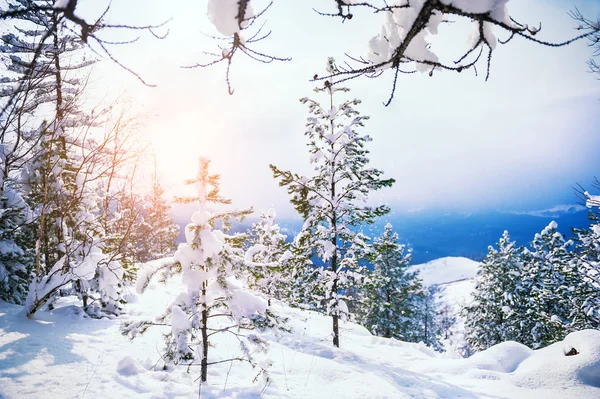 Prachtig winterlandschap — Stockfoto