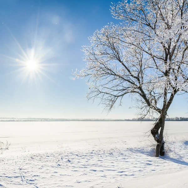 Prachtig winterlandschap met besneeuwde bomen — Stockfoto