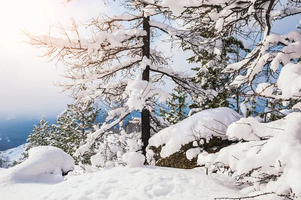 美しい冬の風景 — ストック写真