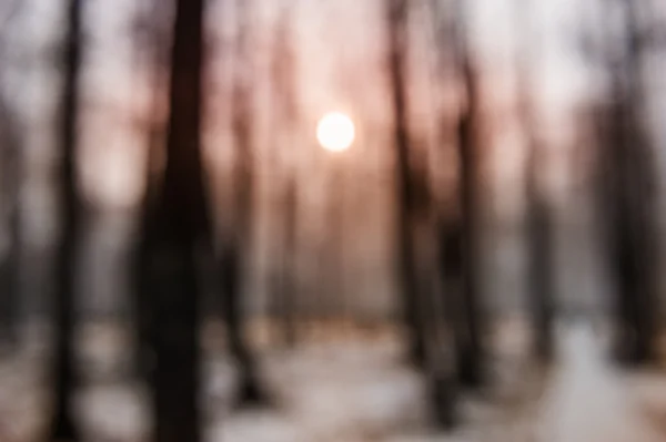 Zonsondergang in de winter forest als onscherpe achtergrond — Stockfoto