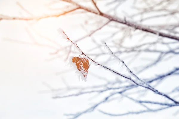 Rimfrost och snö på träden i vinter skog — Stockfoto