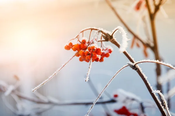 Rönnbär i frosten — Stockfoto