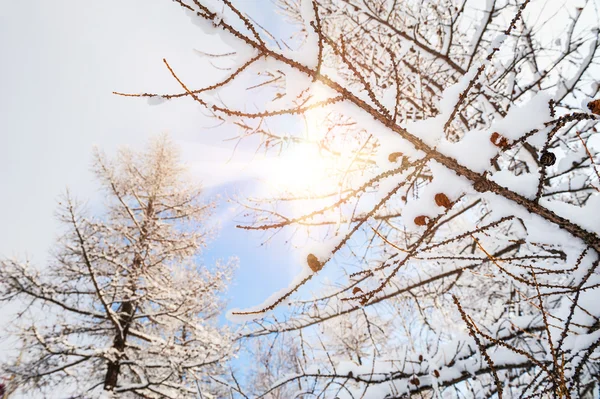 सुंदर हिवाळी लँडस्केप — स्टॉक फोटो, इमेज