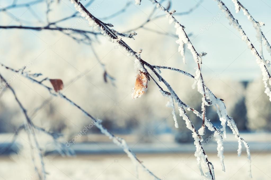 Winter landscape with hoarfrost on the trees