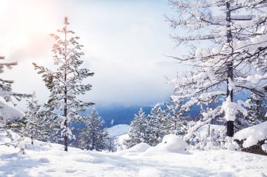 Güzel kış manzarası
