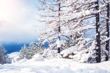 Güzel kış manzarası