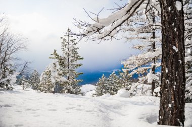 Dağlarda karla kaplı ağaçlar