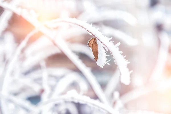 흰 서 리와 눈 겨울 숲에서 나무에 — 스톡 사진