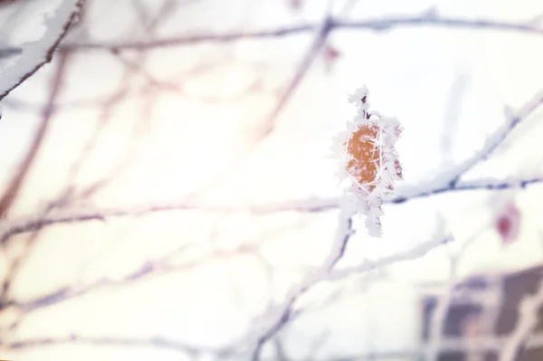 冬の森の樹木に雪と霧氷 — ストック写真