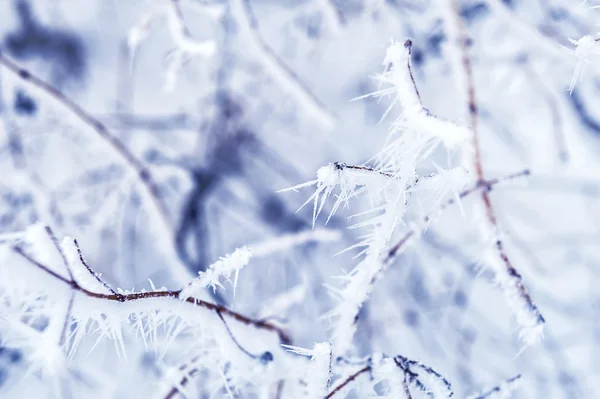 Hoarfrost e neve nas árvores na floresta de inverno — Fotografia de Stock