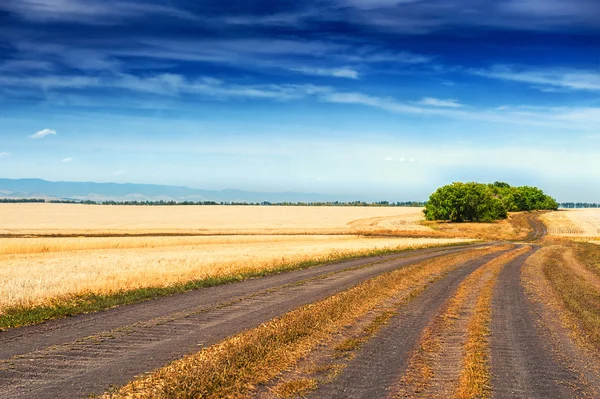 Road In the field and blue sky — Stock Photo, Image