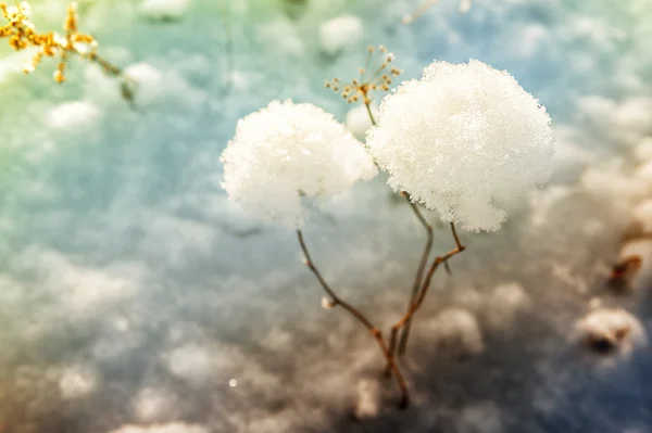 冰雪覆盖的植物，在冬季森林 — 图库照片