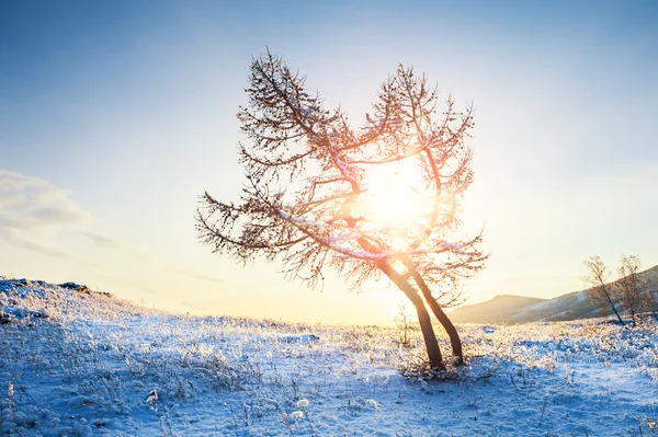 Due bellissimi alberi in montagna al tramonto — Foto Stock