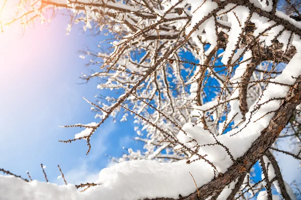 Prachtig winterlandschap — Stockfoto