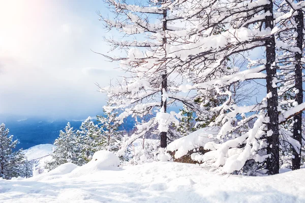 Bellissimo paesaggio invernale — Foto Stock