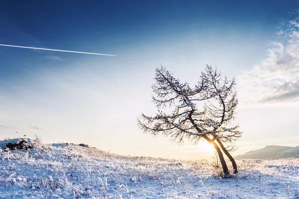 Zwei schöne Bäume in den Bergen bei Sonnenuntergang — Stockfoto