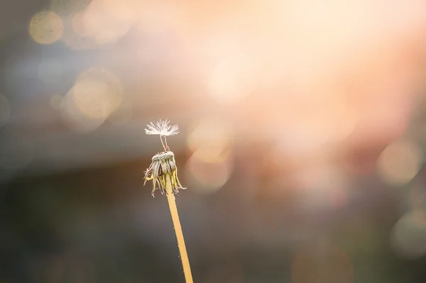 Dandelion in a field — Stock Photo, Image