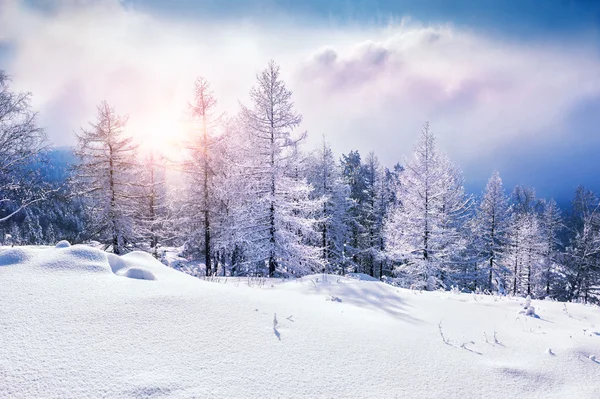 Schnee bedeckte Bäume in den Bergen — Stockfoto